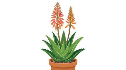 Fototapeta premium Blooming Aloe Vera Succulent Plant with Vibrant Orange Flower Stalks in a Clay Pot for Home Decor Illustration