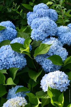 blue hydrangea flowers