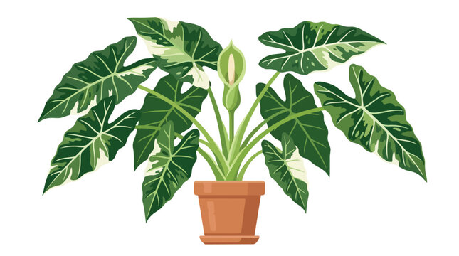 Beautiful Variegated Alocasia Macrorrhiza Elephant Ear Houseplant in Terracotta Pot for Interior Nature Design