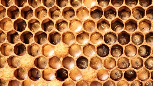 Eggs and larvae of future bees. 
This indicates the excellent development of the bee colony.