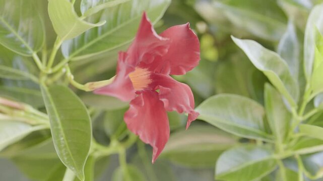 Red flower of mandevilla -dipladenia