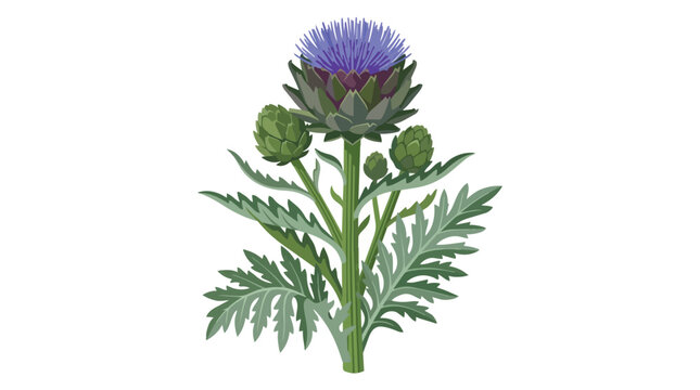 Beautiful Blooming Globe Artichoke Plant with Purple Thistle Like Flower and Green Foliage Isolated on White Surface