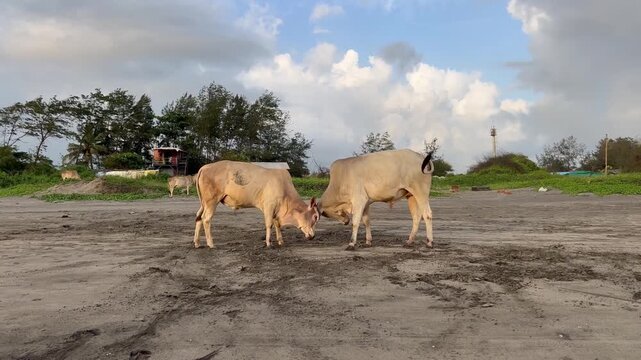Tracking shot of two indian zebu bulls playful fighting on sandy beach in North Goa India