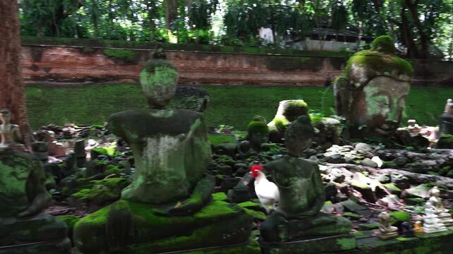 A detailed close-up and panoramic camera pan of the iconic moss-covered ancient stone Buddha head statue at the historical Wat Umong forest temple grounds in Chiang Mai, Thailand