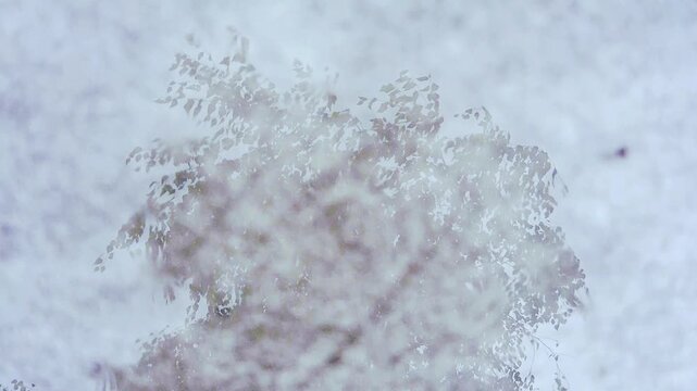 Slow motion reflection of windblown silver birch with foreground texture drifting downward