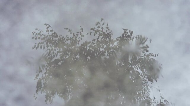 Slow motion reflection of windblown silver birch with foreground texture drifting right