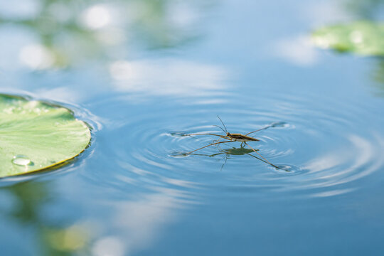 Water strider insect on calm blue water with lily pad, nature and aquatic ecosystem concept