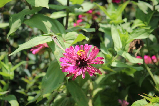 Zennia or Profusion Zinnias (Zennia hybrida)