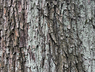 Obraz premium Old bark tree texture. Natural wood surface pattern, old tree skin