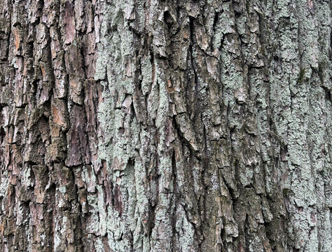 Old bark tree texture. Natural wood surface pattern, old tree skin