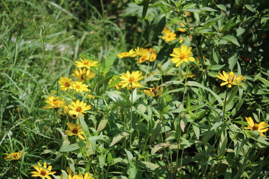 Zennia or Profusion Zinnias (Zennia hybrida)