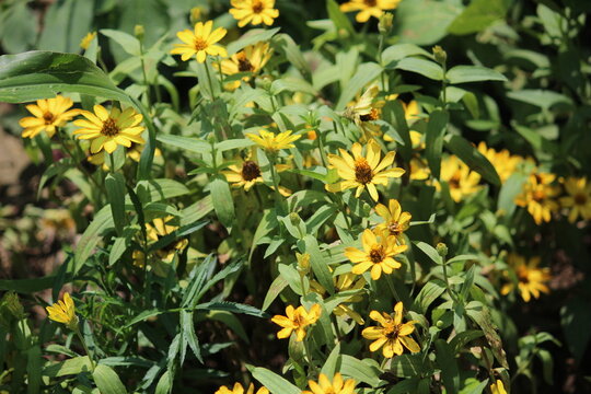 Zennia or Profusion Zinnias (Zennia hybrida)