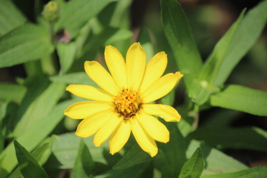Zennia or Profusion Zinnias (Zennia hybrida)