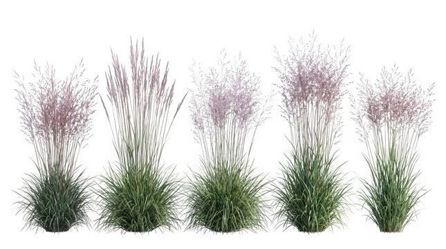 Ensemble d'herbes ornementales avec inflorescences violettes