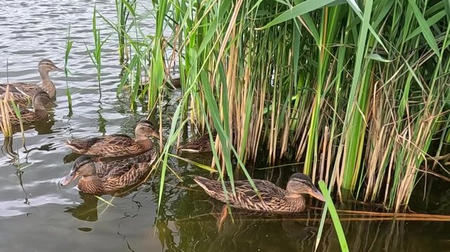 A flock of young ducks swims steadily along a reed-lined lake shoreline, gradually spreading out across calm open water while moving past green reeds throughout the clip.