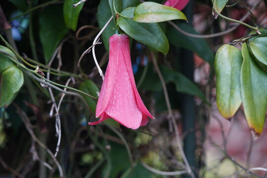 The Chilean bellflower (*Lapageria rosea*) is the only species in the monotypic genus *Lapageria*, which belongs to the family Philesiaceae within the order Liliales. Berggarten, Hanover, Germany.