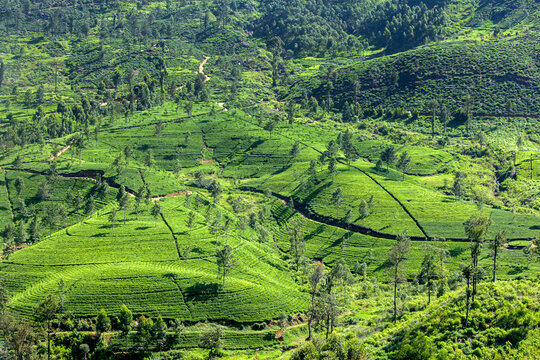A view looking down on a tea plantation covering a valley at Nuwara Eliya in the central highlands of Sri Lanka. Tea is the major product exportedt from Sri Lanka.