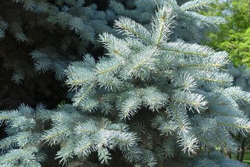 New growth on branches of Colorado blue spruce in June © Anna