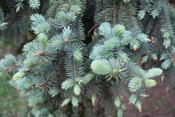 New growth on branches of Colorado blue spruce in May © Anna