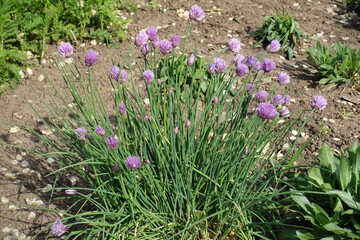 Purplish pink flowers of wild chives in May © Anna
