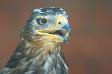 Fototapeta premium Close-up of a bald eagle's head