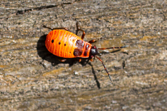 Close-up of a bright orange bug on rough wood