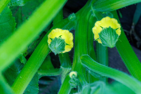Yellow squash flowers bloom on bright green stems. Fresh, vibrant blooms nestle comfortably among lush vines.