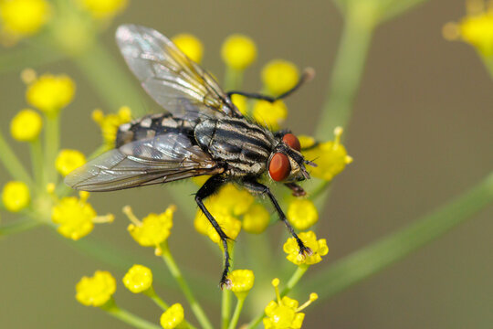 Close-up of a fly on bright yellow flowers