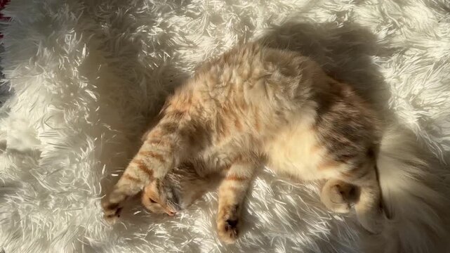 The ginger cat stretched out on the white blanket in the sun&rsquo;s rays, pawing at the air and rolling from side to side. View from above.