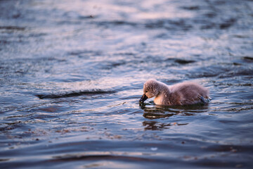 Fototapeta premium cygnet in the river, Baby swan, water, lake, family, father, mother
