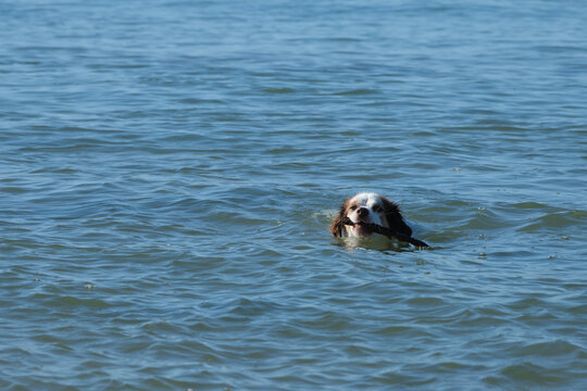 Dog playing and swim with stick