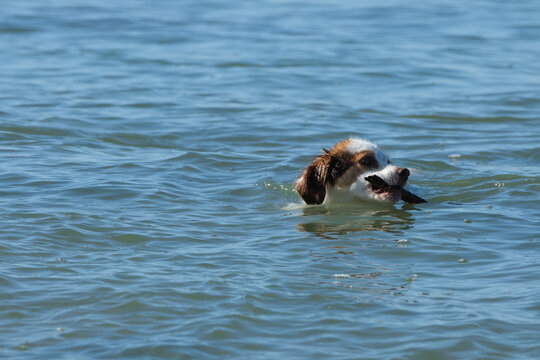 Dog playing and swim with stick