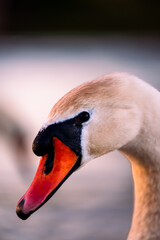 close up of a mute swan © Jasenko