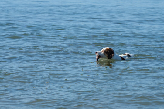 Dog playing and swim with stick