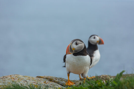 Puffin