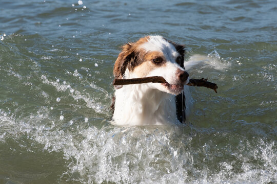 Dog playing and swim with stick