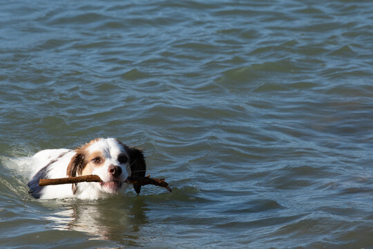 Dog playing and swim with stick