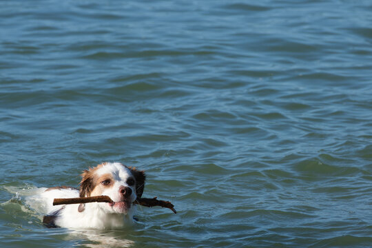 Dog playing and swim with stick