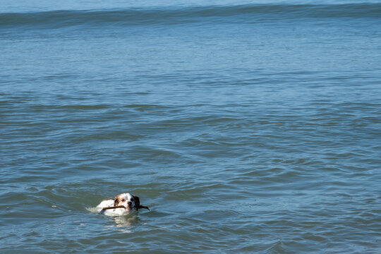 Dog playing and swim with stick
