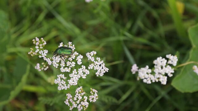 A metallic green rose chafer beetle (Cetonia aurata) resting on the white flower cluster of common yarrow (Achillea millefolium) and gently moving with the plant in a light summer breeze. This natural