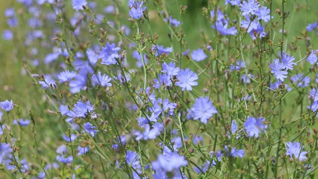 Blue flowers of common chicory (Cichorium intybus) growing in a meadow and gently moving in the summer breeze. The delicate blue blossoms and natural green vegetation create a beautiful botanical back