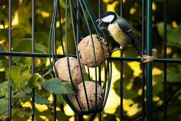 The shot of a Great Tit in a garden with its beak open and tongue visible captures a cute moment that reflects urban biodiversity. © Volha