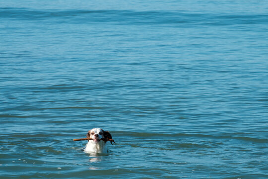 Dog playing and swim with stick