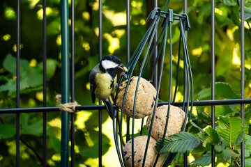 Great Tit eating from a bird feeder, illustrating the importance of supporting wildlife in changing weather conditions. © Volha