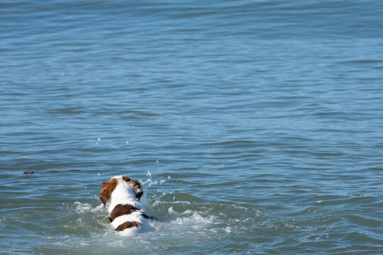 Dog playing and swim with stick