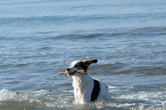 Dog playing and swim with stick