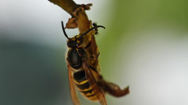 macro shot of european hornet hanging from a plant branch