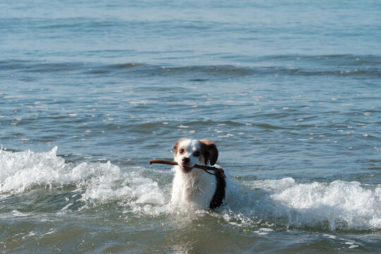 Dog and sitck in the waves and sea