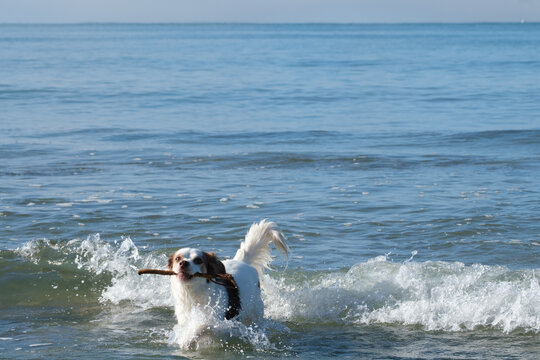 Dog playing and swim with stick