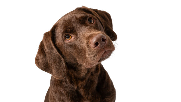 Curious chocolate labrador dog tilting head, isolated on transparent background